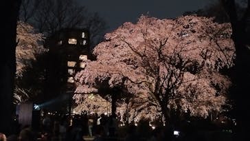 六義園に投稿された画像（2025/3/27）