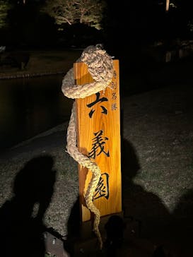 六義園に投稿された画像（2025/3/27）