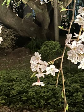 六義園に投稿された画像（2025/3/27）