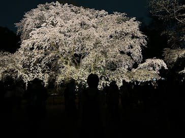 六義園に投稿された画像（2025/3/27）
