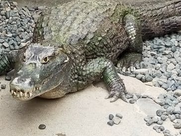 熱川バナナワニ園に投稿された画像（2025/3/27）