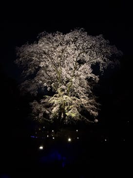 六義園に投稿された画像（2025/3/27）