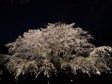 六義園に投稿された画像（2025/3/27）