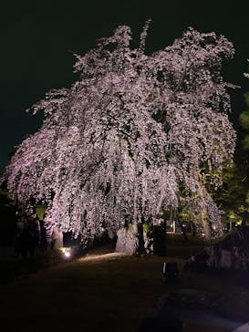 NAKED meets 二条城 2025 観月に投稿された画像（2025/3/27）