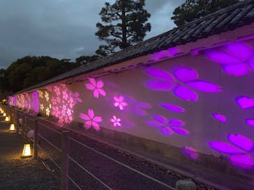 NAKED meets 二条城 2025 観月に投稿された画像（2025/3/27）