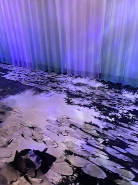 モネ　睡蓮のときに投稿された画像（2025/3/27）