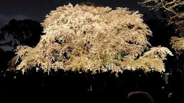 六義園に投稿された画像（2025/3/27）