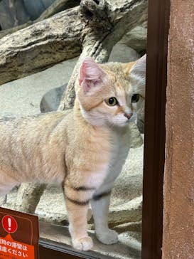 那須どうぶつ王国に投稿された画像（2025/3/27）