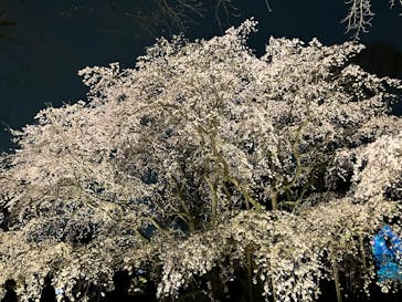 六義園に投稿された画像（2025/3/27）