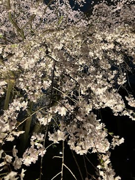 六義園に投稿された画像（2025/3/27）