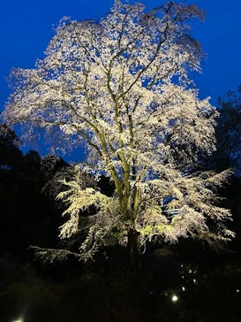 六義園に投稿された画像（2025/3/27）