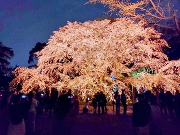 六義園に投稿された画像（2025/3/27）