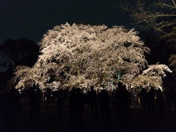 六義園に投稿された画像（2025/3/27）