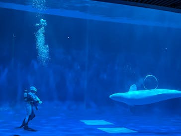 島根県立 しまね海洋館に投稿された画像（2025/3/28）