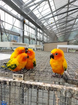 掛川花鳥園に投稿された画像（2025/3/28）