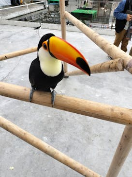 掛川花鳥園に投稿された画像（2025/3/28）