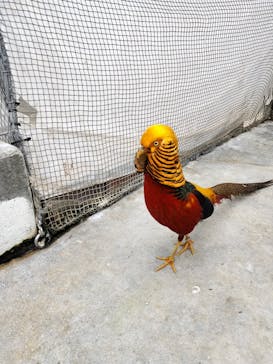 掛川花鳥園に投稿された画像（2025/3/28）