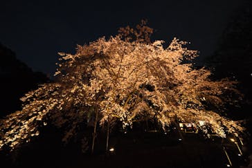 六義園に投稿された画像（2025/3/28）