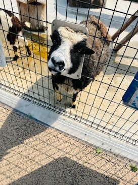 あらかわ遊園に投稿された画像（2025/3/28）