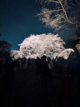 六義園に投稿された画像（2025/3/28）
