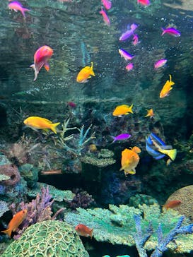 サンシャイン水族館に投稿された画像（2025/3/28）