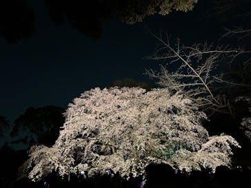 六義園に投稿された画像（2025/3/28）