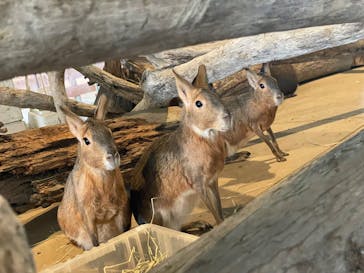 霞ケ浦 どうぶつとみんなのいえに投稿された画像（2025/3/28）