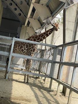 霞ケ浦 どうぶつとみんなのいえに投稿された画像（2025/3/28）