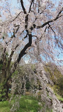東京国立博物館に投稿された画像（2025/3/28）