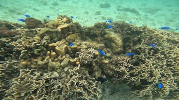 沖縄マリンサービス碧に投稿された画像（2025/3/28）