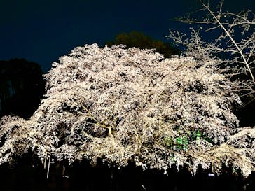 六義園に投稿された画像（2025/3/28）