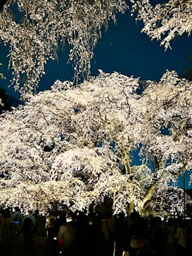 六義園に投稿された画像（2025/3/28）