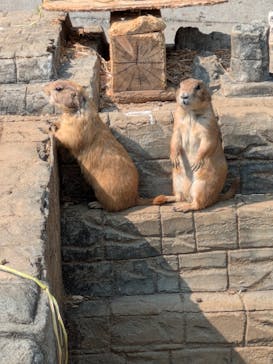 伊豆シャボテン動物公園に投稿された画像（2025/3/28）