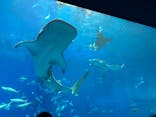 沖縄美ら海水族館に投稿された画像（2025/3/28）