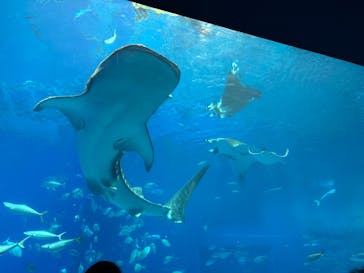 沖縄美ら海水族館に投稿された画像（2025/3/28）