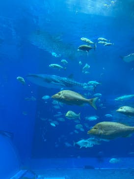 沖縄美ら海水族館に投稿された画像（2025/3/28）