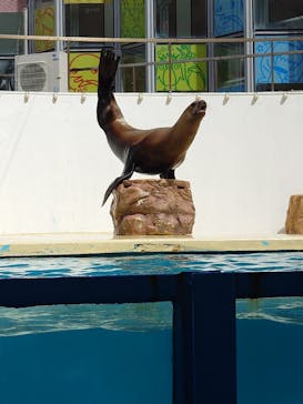 伊豆・三津シーパラダイスに投稿された画像（2025/3/28）