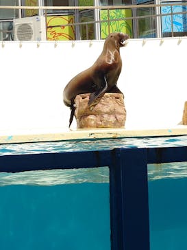 伊豆・三津シーパラダイスに投稿された画像（2025/3/28）