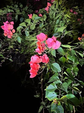 SUNSHINE MARIN 宮古島に投稿された画像（2025/3/28）