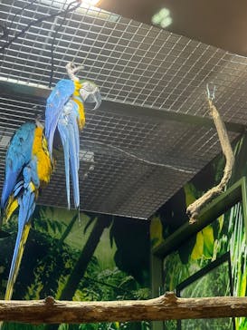 世界淡水魚園水族館　アクア・トトぎふに投稿された画像（2025/3/28）