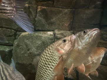 世界淡水魚園水族館　アクア・トトぎふに投稿された画像（2025/3/28）
