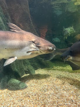 世界淡水魚園水族館　アクア・トトぎふに投稿された画像（2025/3/28）