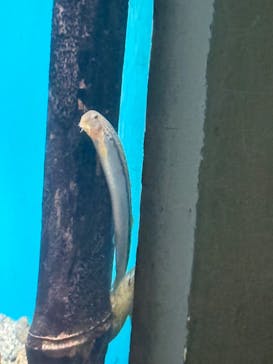 世界淡水魚園水族館　アクア・トトぎふに投稿された画像（2025/3/28）