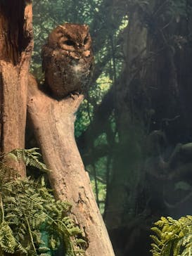 世界淡水魚園水族館　アクア・トトぎふに投稿された画像（2025/3/28）