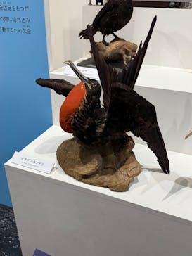 特別展「鳥～ゲノム解析が解き明かす新しい鳥類の系統～」に投稿された画像（2025/3/28）