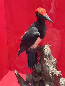 特別展「鳥～ゲノム解析が解き明かす新しい鳥類の系統～」に投稿された画像（2025/3/28）