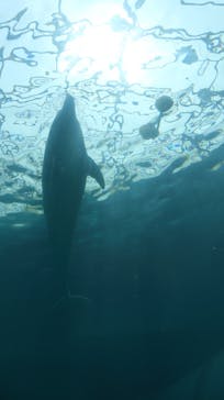 太地町立くじらの博物館に投稿された画像（2025/3/28）