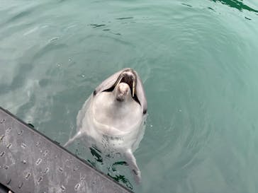 太地町立くじらの博物館に投稿された画像（2025/3/28）