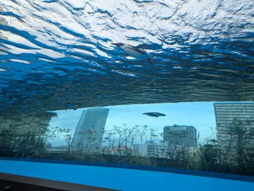 サンシャイン水族館に投稿された画像（2025/3/28）