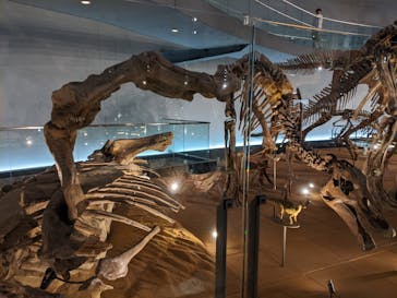 福井県立恐竜博物館に投稿された画像（2025/3/28）